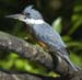 kingfisher1