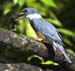 kingfisher2