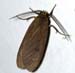moth