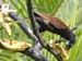oropendola