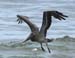pelican