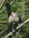 pissedmonkey