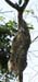sloth
