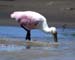 spoonbill