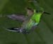 thorntailfly