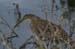 tigerheron