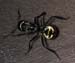 velvetant