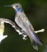 violetear