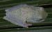 whitefrog