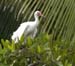whiteibis