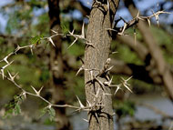 Bullhorn Acacia