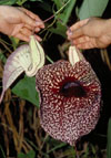 Aristolochia