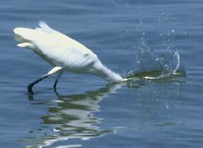 Fishing Egret