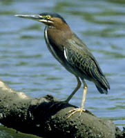 Green-backed Heron