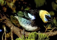 Silver-throated Tanager