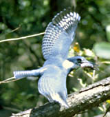 Flying Kingfisher