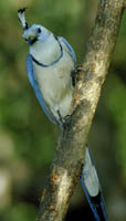 Magpie Jay