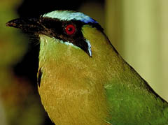 Blue-crowned Motmot