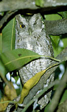 Pacific Screech-Owl