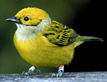 Silver-throated Tanager