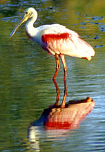 Roseate Spoonbill