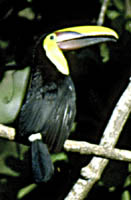 Chestnut-mandibled Toucan