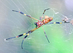 Golden Orb Spider