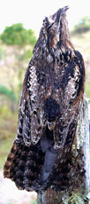 Common Potoo A