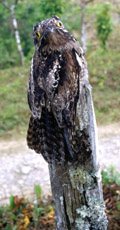 Common Potoo B