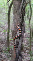 Fake coral snake