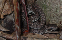 Hognosed viper