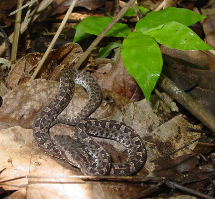 hognosed viper here are a couple of images of a small p