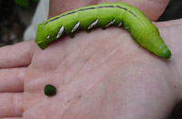 Sphingid caterpillar