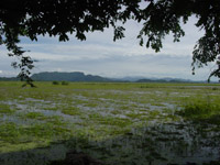 Palo Verde Marsh