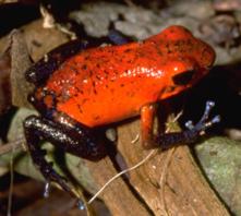 Poison Dart Frog