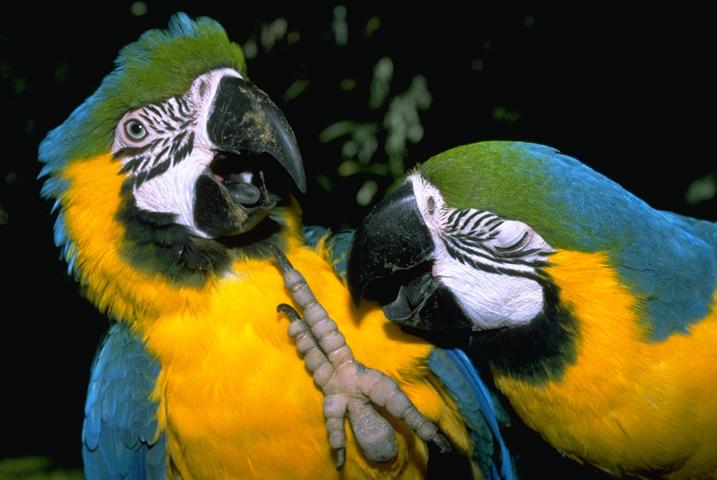 Macaws