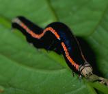 Aposematic Caterpillar