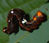 Different Aposematic Caterpillar