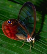 Clear-winged butterfly