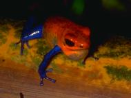 Poison Dart Frog