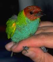 Bay-headed Tanager