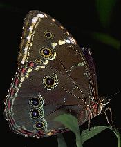 Blue Morpho