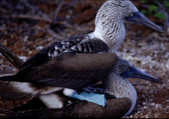 Mating Boobies