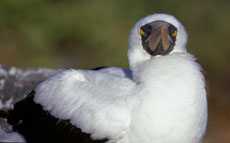 Nazca Boobie