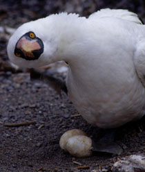 Nazca Boobie and eggs