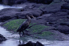 Jumping Cormorant