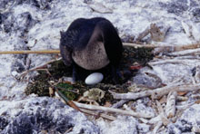 Nesting Cormorant