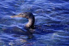Swimming Cormorant