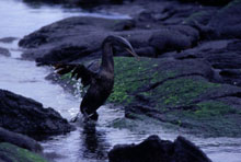 Cormorant Wings