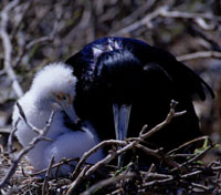 Mom and chick